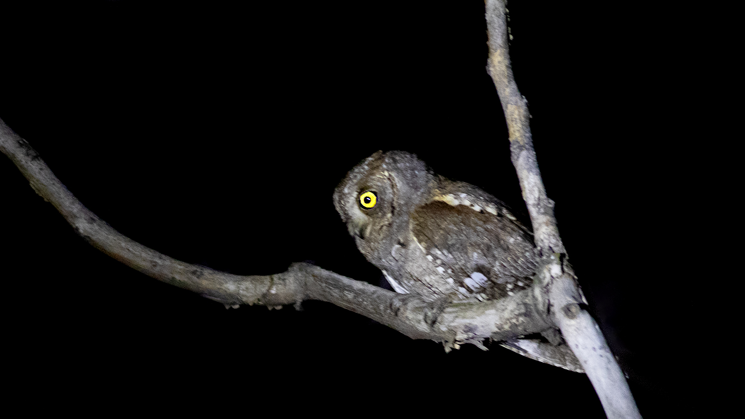 Eurasian Scops-Owl